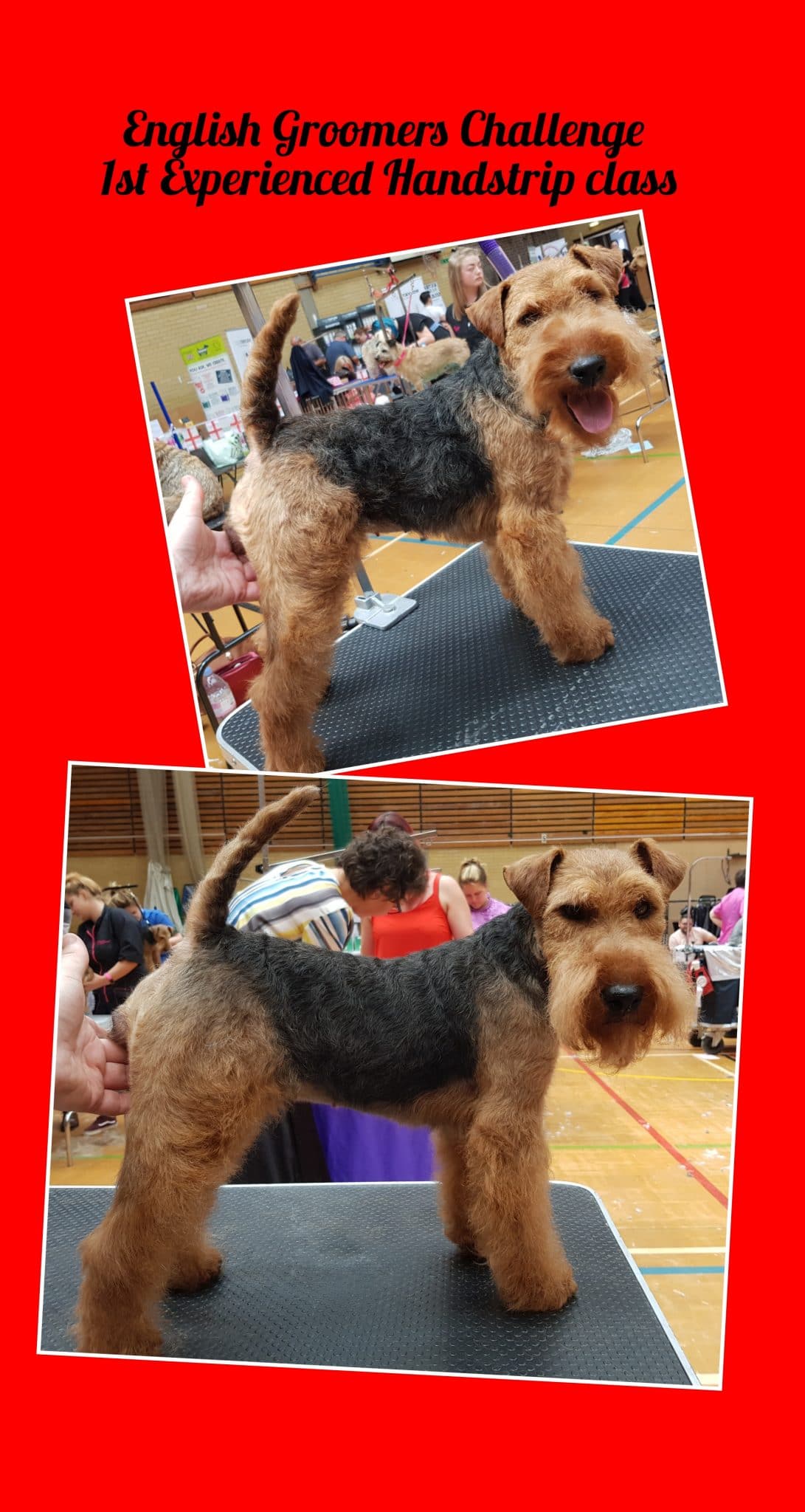 Hand Stripping Dog Groomer Carmarthen Cwtshyci